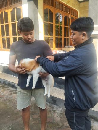 VAKSINISASI RABIES