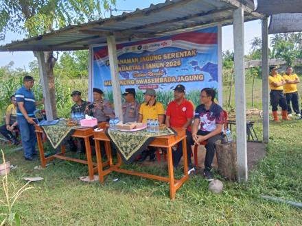 Penanaman Jagung Serentak